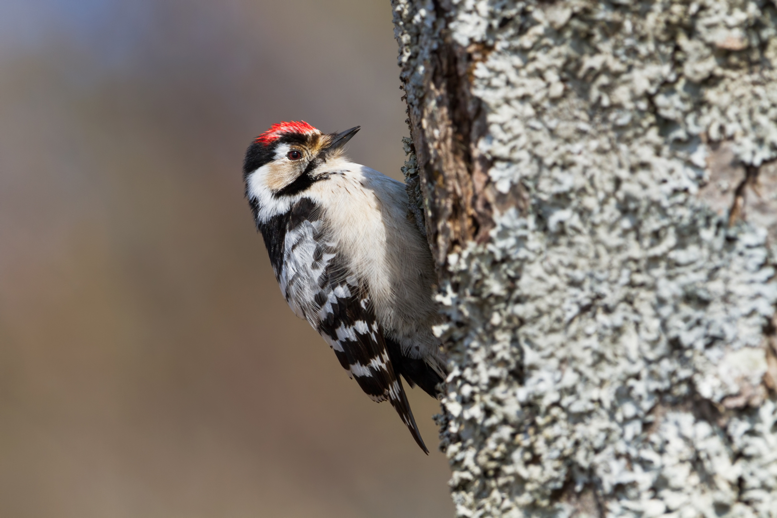 Lesser Spotted Woodpecker (Dendrocopos minor)